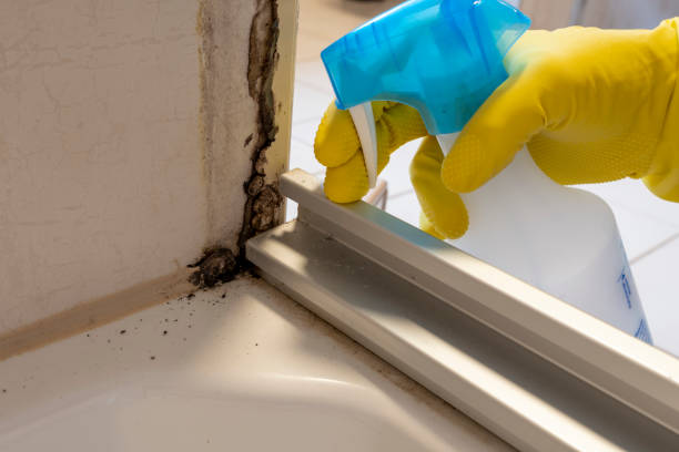 Reliable Morris, IL Mold Removal Solutions